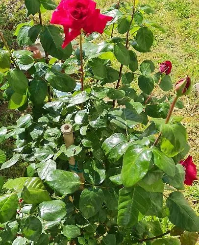 Relax Da Sabry Prázdninový dům Senigallia